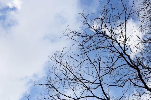 Siluetta dell'albero di rami morti con cielo blu e nuvola