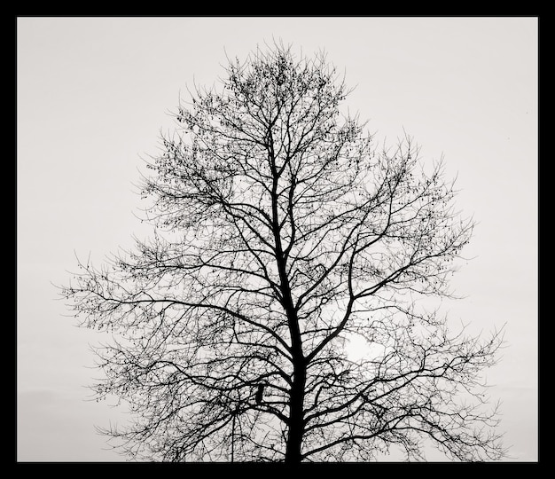 Siluetta dell'albero sul tramonto