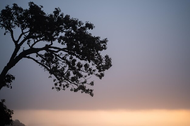 Siluetta dell'albero sulla collina durante il tramonto