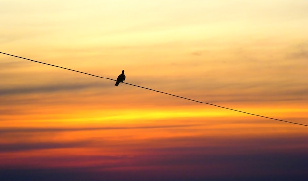 Siluetta dell&#39;uccello solo su cavo nel tramonto, cielo arancione