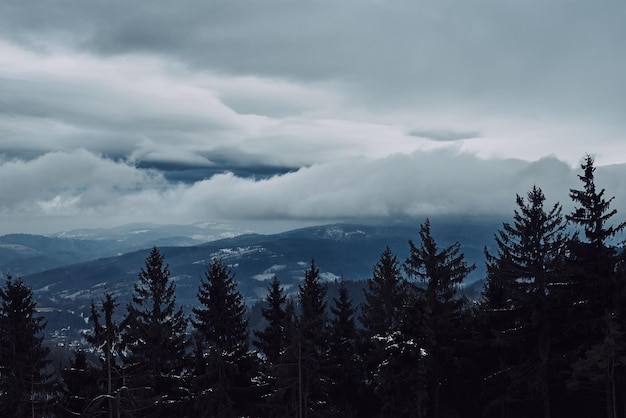 Siluetta della foresta dell'albero di pino con nebbia