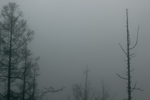 Siluetta della foresta nella nebbia