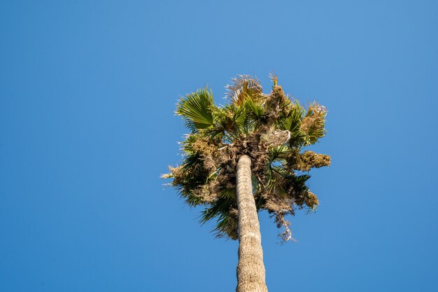 Siluetta della palma su cielo blu