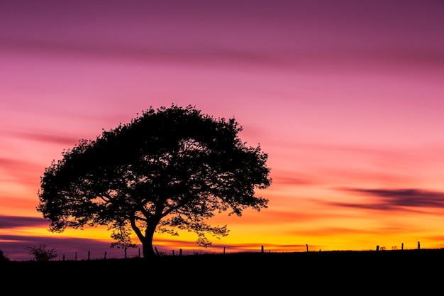 Siluetta della vecchia quercia sul tramonto variopinto in estate al parco nazionale dell'Eifel in Germania