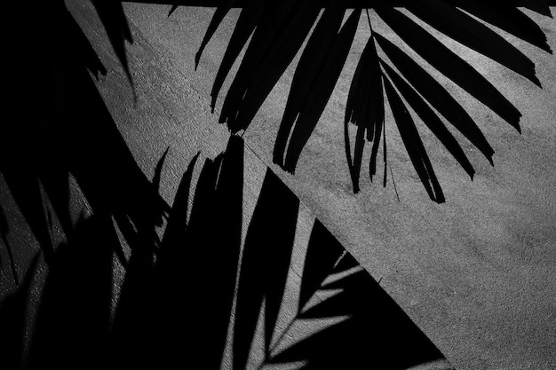 Siluetta delle foglie di palma e dell&#39;ombra su un muro di cemento - monocromio