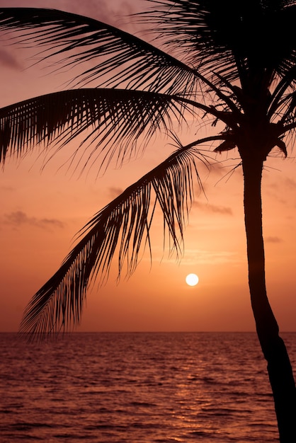 Siluetta delle palme alla spiaggia tropicale di tramonto. Tramonto arancione.