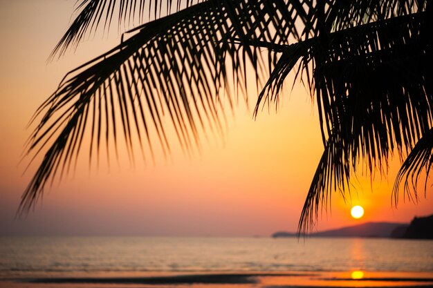 Siluetta delle palme sulla spiaggia tropicale di tramonto