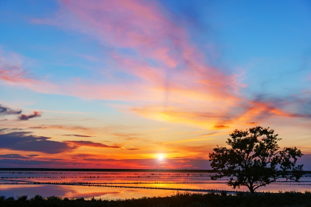 Siluetta di un albero davanti ad un bello tramonto sopra un lago