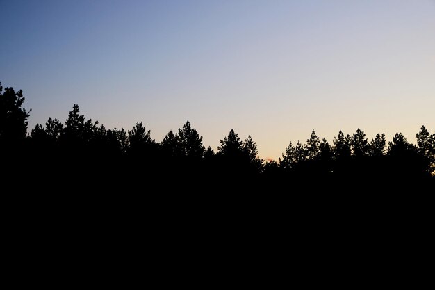 Siluetta nera di una foresta di pini contro un cielo senza nuvole al tramonto.