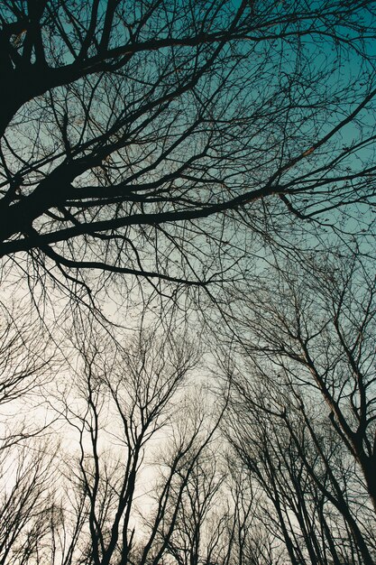 Siluette degli alberi calvi contro il cielo