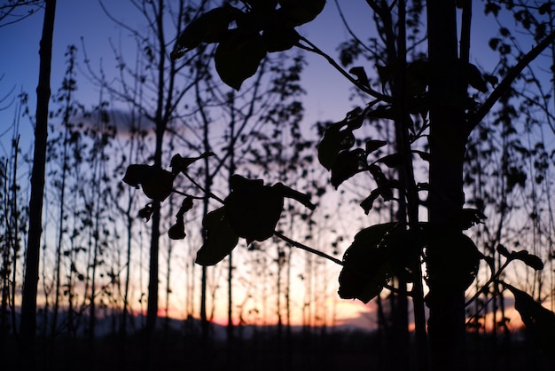 Siluette degli alberi sullo sfondo del cielo caldo colorato al tramonto.