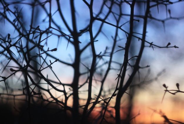 Siluette dei rami di un albero sullo sfondo del tramonto primaverile.
