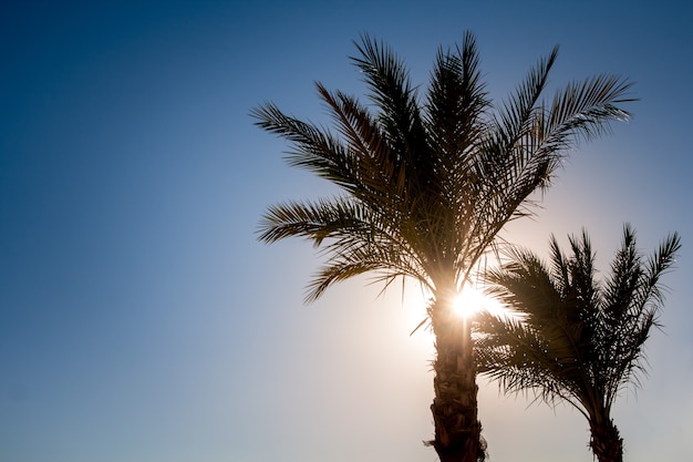 Siluette delle palme contro il cielo durante un tramonto tropicale. Copia, spazio vuoto per il testo.