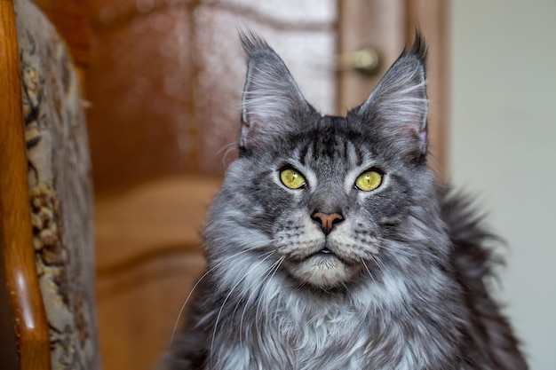 Silver Maine Coon cat Ritratto di un gatto Pet care Veterinaria