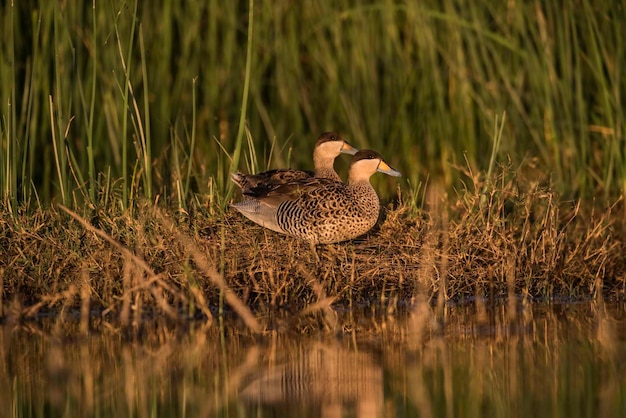 Silver Teal Spatula versicolor in ambiente lagunare La Pampa Argentina