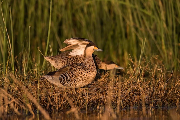 Silver Teal Spatula versicolor in ambiente lagunare La Pampa Argentina