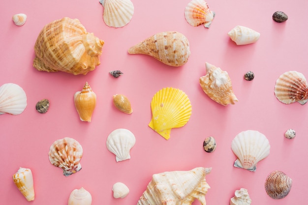 Simbolo delle conchiglie delle vacanze estive sulla spiaggia su un fondo rosa.