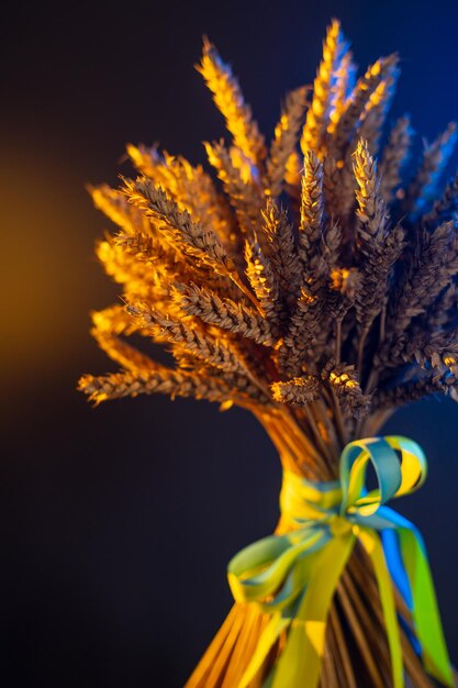 Simbolo delle spighe di grano dell'Ucraina libera