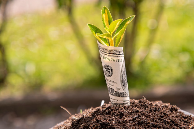 Simbolo di crescita economica una banconota da cento dollari con una pianta o una foglia che cresce dalla terra con sfondo verde sfocato
