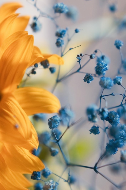 Simbolo di fiori gialli e blu Ucraina