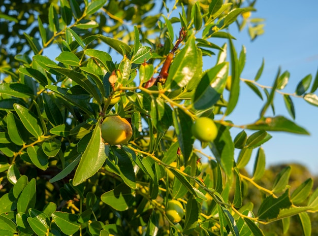 Simmondsia chinensis - jojoba - pilaf immaturo su un albero in una giornata di sole