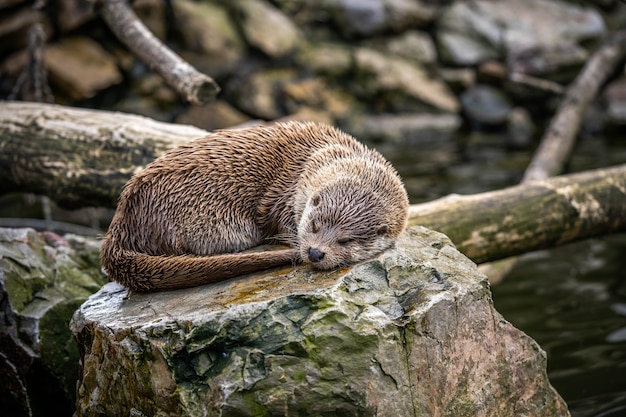 Simpatica lontra che dorme su una pietra