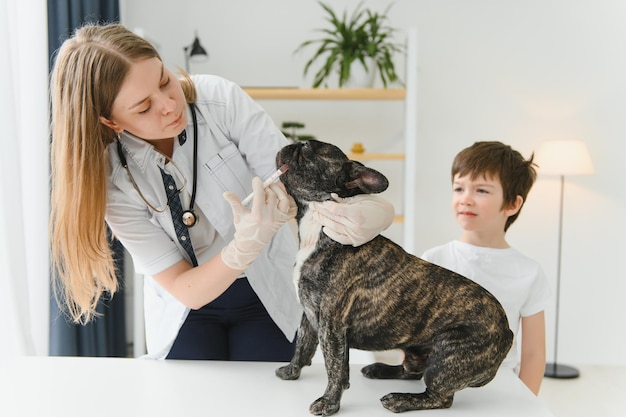 Simpatica razza di Bulldog francese su appuntamento di un veterinario