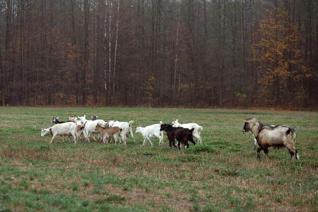 Simpatiche caprette mangiano l'erba nel campo sullo sfondo della foresta del villaggio