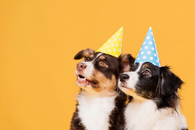 Simpatici cani con cappelli