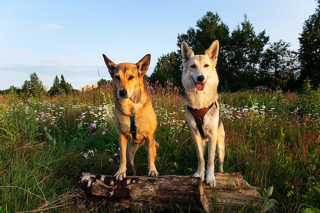Simpatici cani lupo in piedi sul tronco di legno nel campo verde in una giornata di sole in campagna