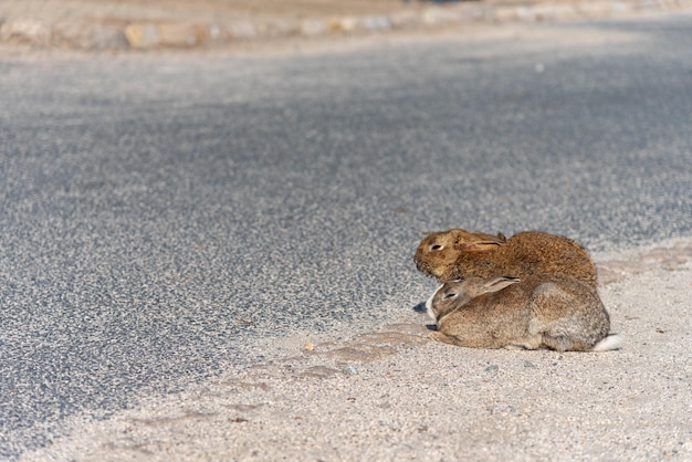 Simpatici conigli selvatici sull'isola di Okunoshima in tempo soleggiato alias l'isola dei conigli. Hiroshima, Giappone