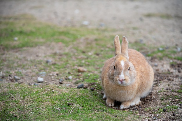 Simpatici conigli selvatici sull'isola di Okunoshima in tempo soleggiato, conosciuta come l'isola dei conigli