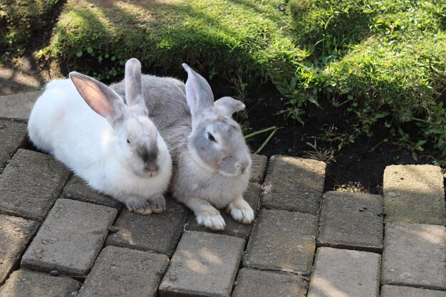 simpatici coniglietti giocano e si rilassano sull'erba verde del parco
