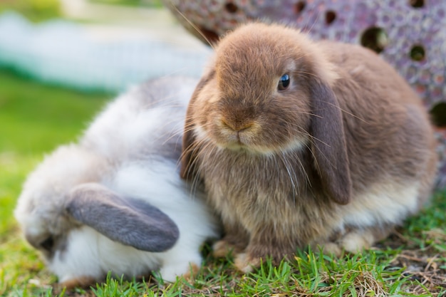 Simpatici coniglietti olandesi in giardino