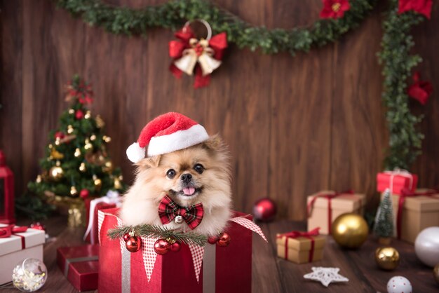 Simpatici cuccioli di cane Pomerania indossando il cappello di Babbo Natale in confezione regalo sulla decorazione di buon Natale per la celebrazione.