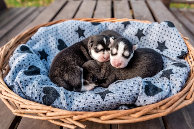 Simpatici cuccioli di husky siberiano appena nati addormentati