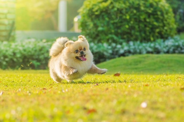 Simpatici cuccioli Pomerania razza mista cane pechinese correre sull'erba con felicità.