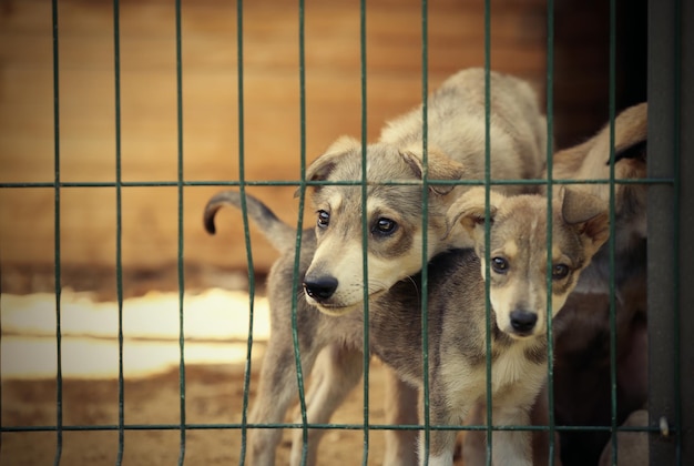 Simpatici cuccioli senzatetto nella gabbia del rifugio per animali