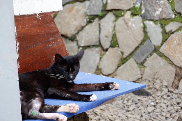 simpatici gatti randagi o gatti di strada