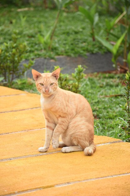 simpatici gatti randagi o gatti di strada