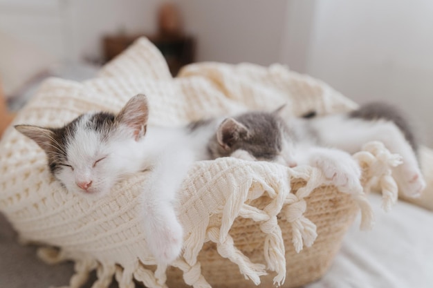 Simpatici gattini che dormono su una coperta morbida nel cesto Ritratto di adorabili gattini dolci che sonnecchiano