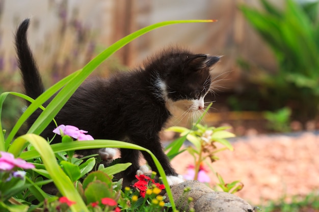 Simpatici giochi di gattini neri nel giardino fiorito