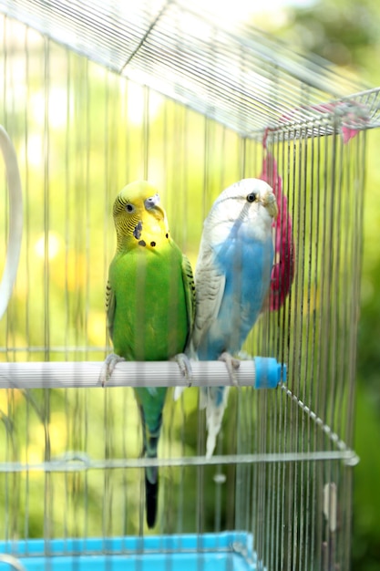 Simpatici pappagallini colorati in gabbia all'aperto