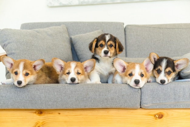 Simpaticissimi cuccioli di corgi scuri e rossi 5 pezzi