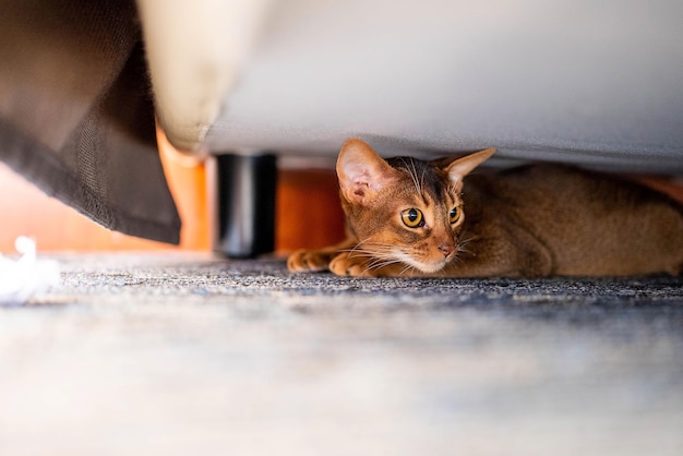 Simpatico Abyssiniancat nascosto sotto il letto. Gatto divertente.