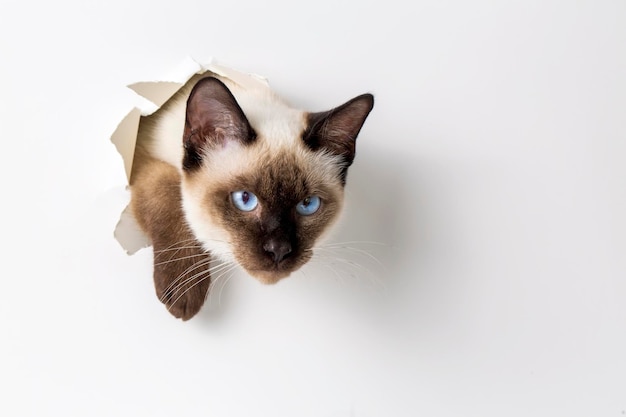 Simpatico animale gatto gattino siamese si arrampica fuori con la zampa del telaio del foro di carta isolato su sfondo di colore bianco. L'animale domestico del gatto del gattino siamese sbircia fuori dal buco con interesse. Concetto minimo creativo.