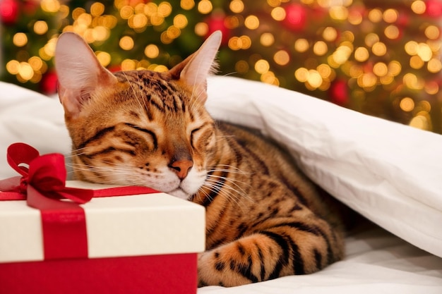 Simpatico bellissimo gatto bengala dorme vicino all'albero di Natale su scatola regalo, animale domestico sdraiato sul presente sotto una coperta calda bianca, sul letto di casa, primo piano. Accogliente vacanza di Capodanno, relax, calma serata invernale idea. Biglietto di auguri.