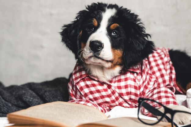 Simpatico bovaro bernese con camicia rossa su una coperta con un libro e occhiali.