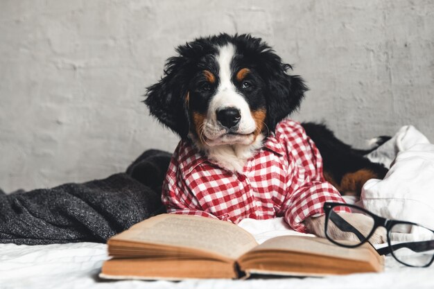 Simpatico bovaro bernese con camicia rossa su una coperta con un libro e occhiali.