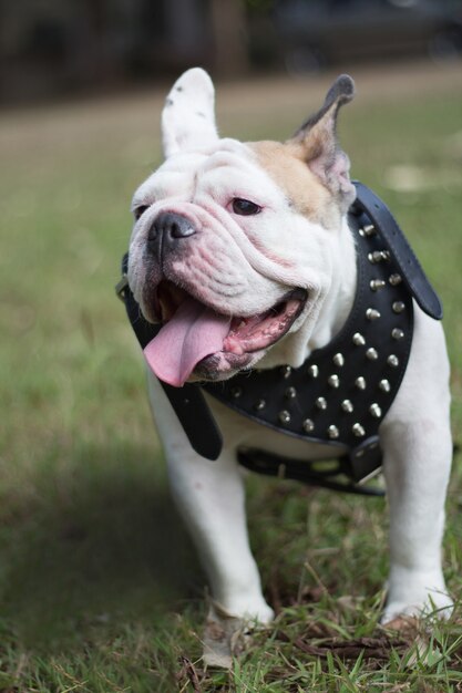 simpatico bulldog divertente